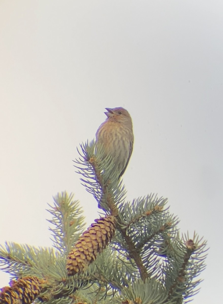 House Finch - ML644569430