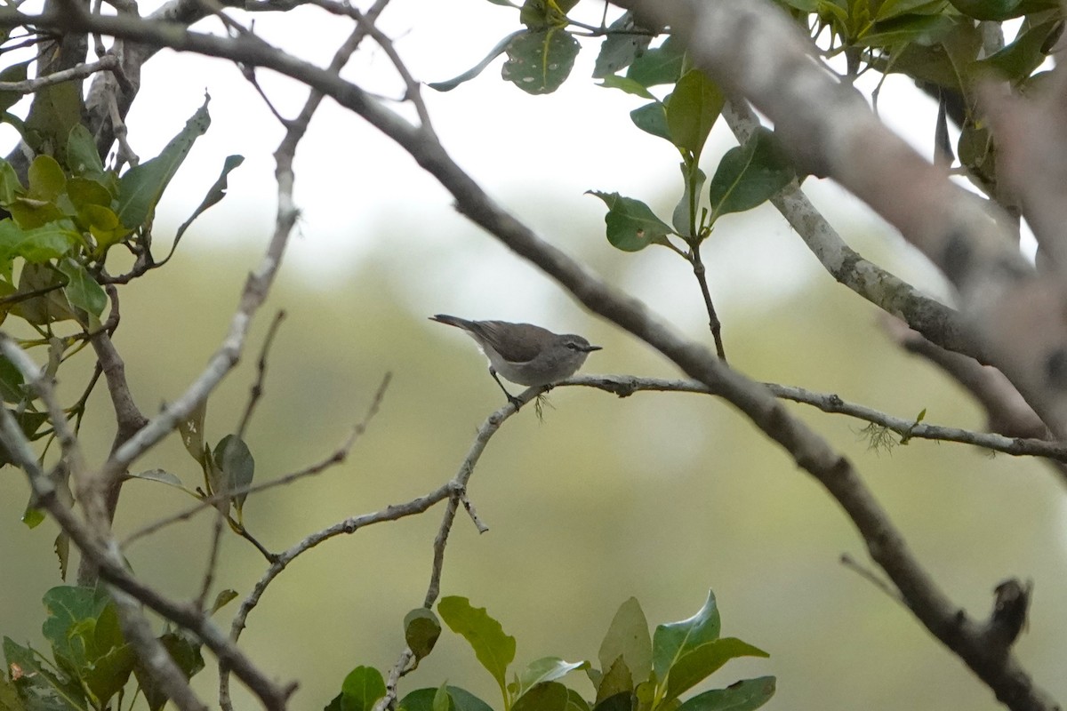 Mangrove Gerygone - ML644569433