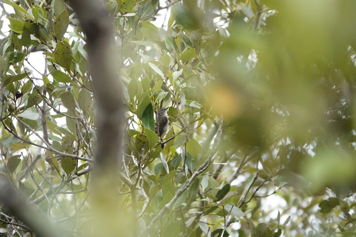Mangrove Gerygone - ML644569434