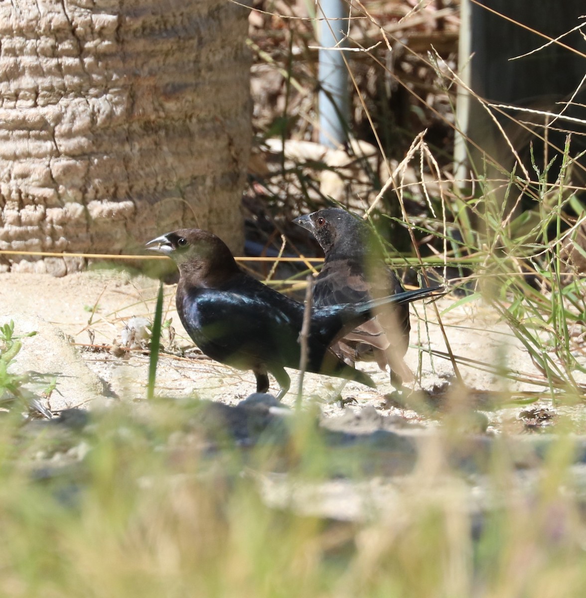 Brown-headed Cowbird - ML644569435
