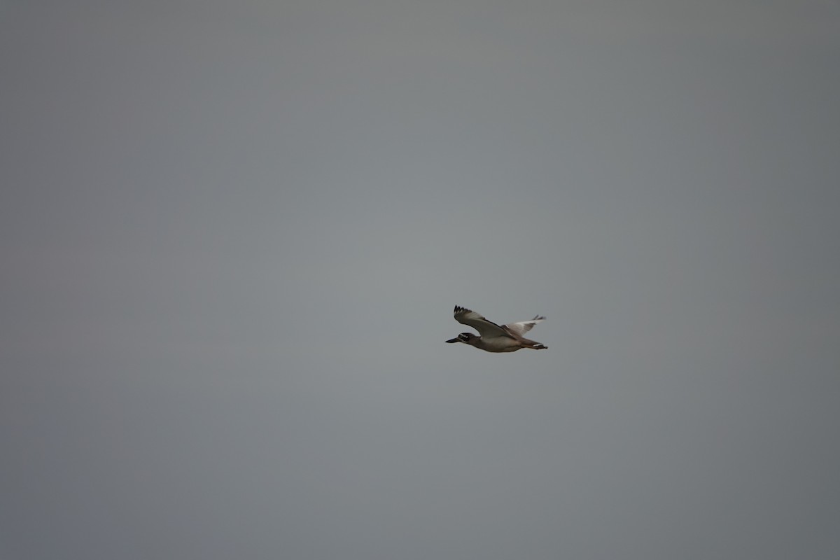 Beach Thick-knee - ML644569438