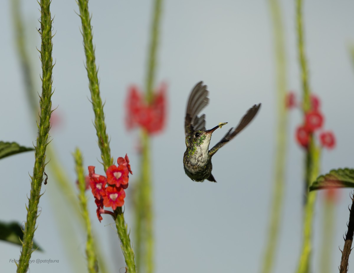 アオボウシエメラルドハチドリ - ML644569455