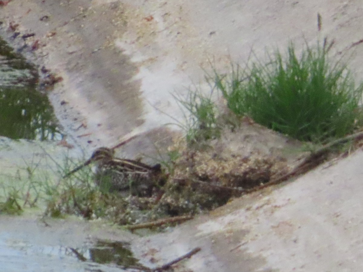 Wilson's Snipe - ML644569456