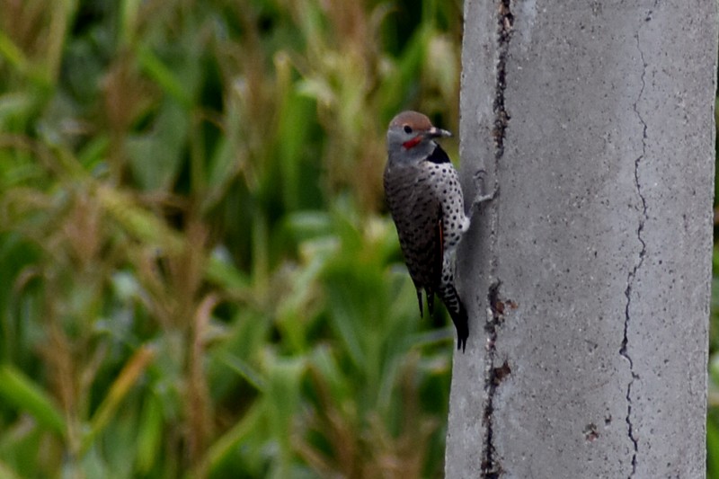 Northern Flicker - ML644569463
