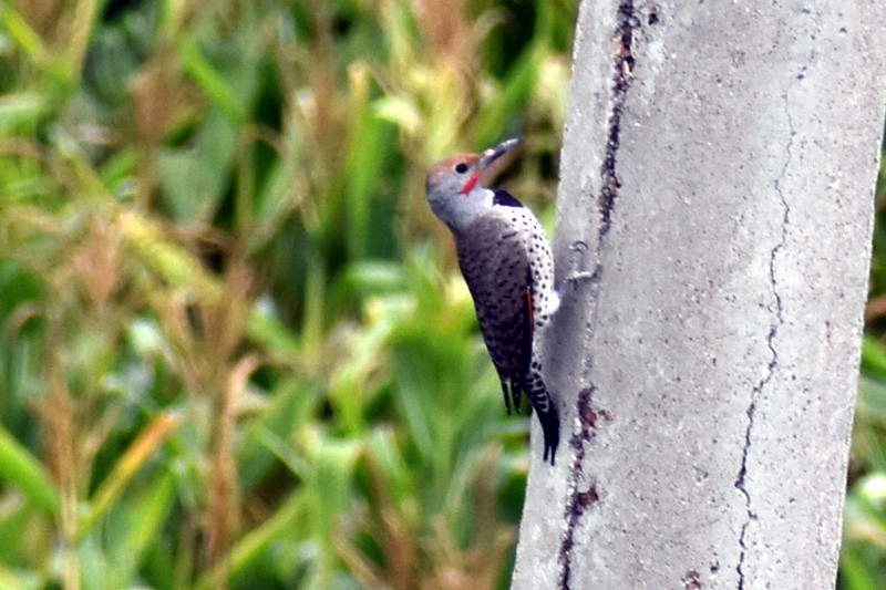 Northern Flicker - ML644569464
