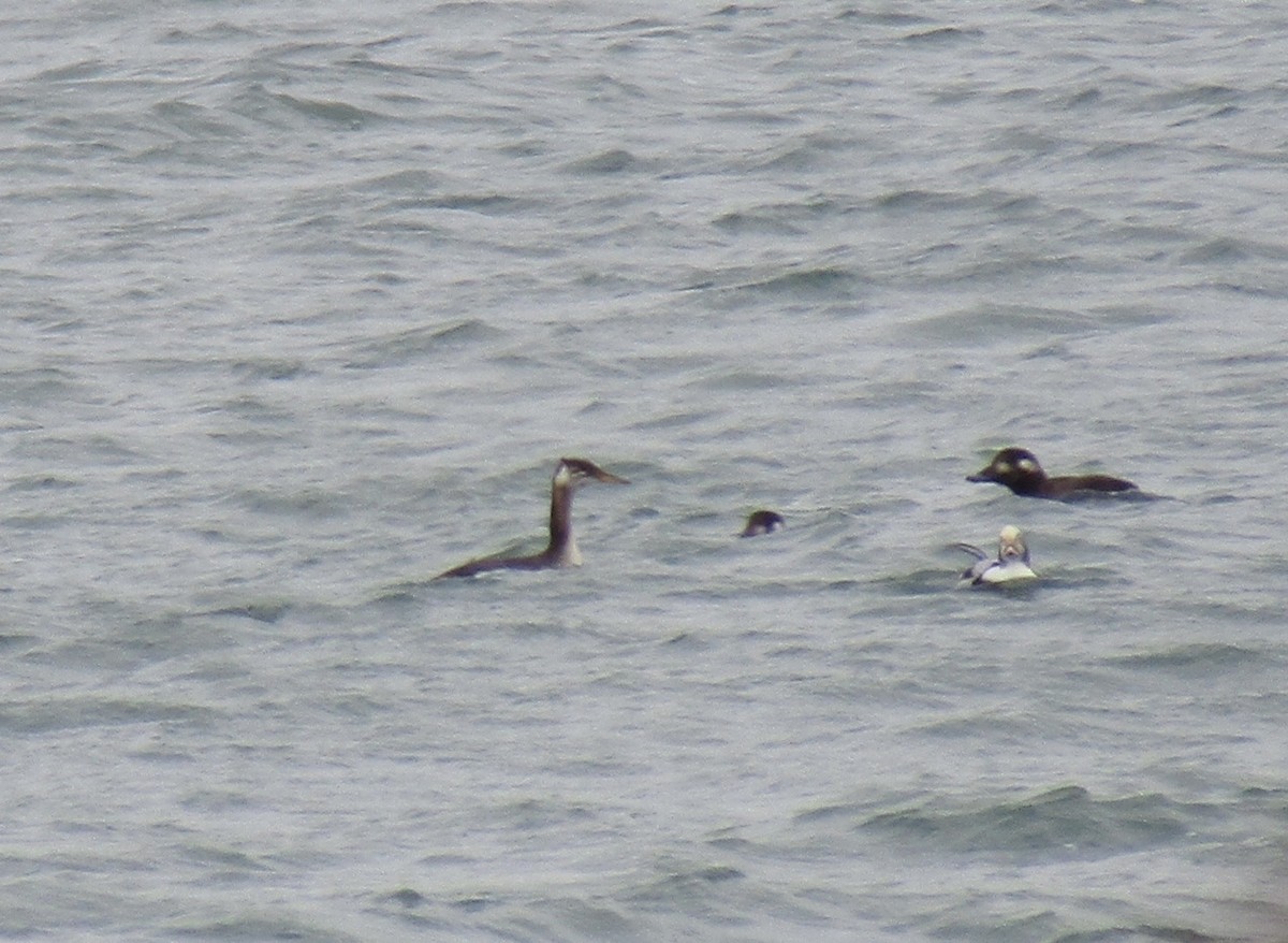 Морянка - ML644569469