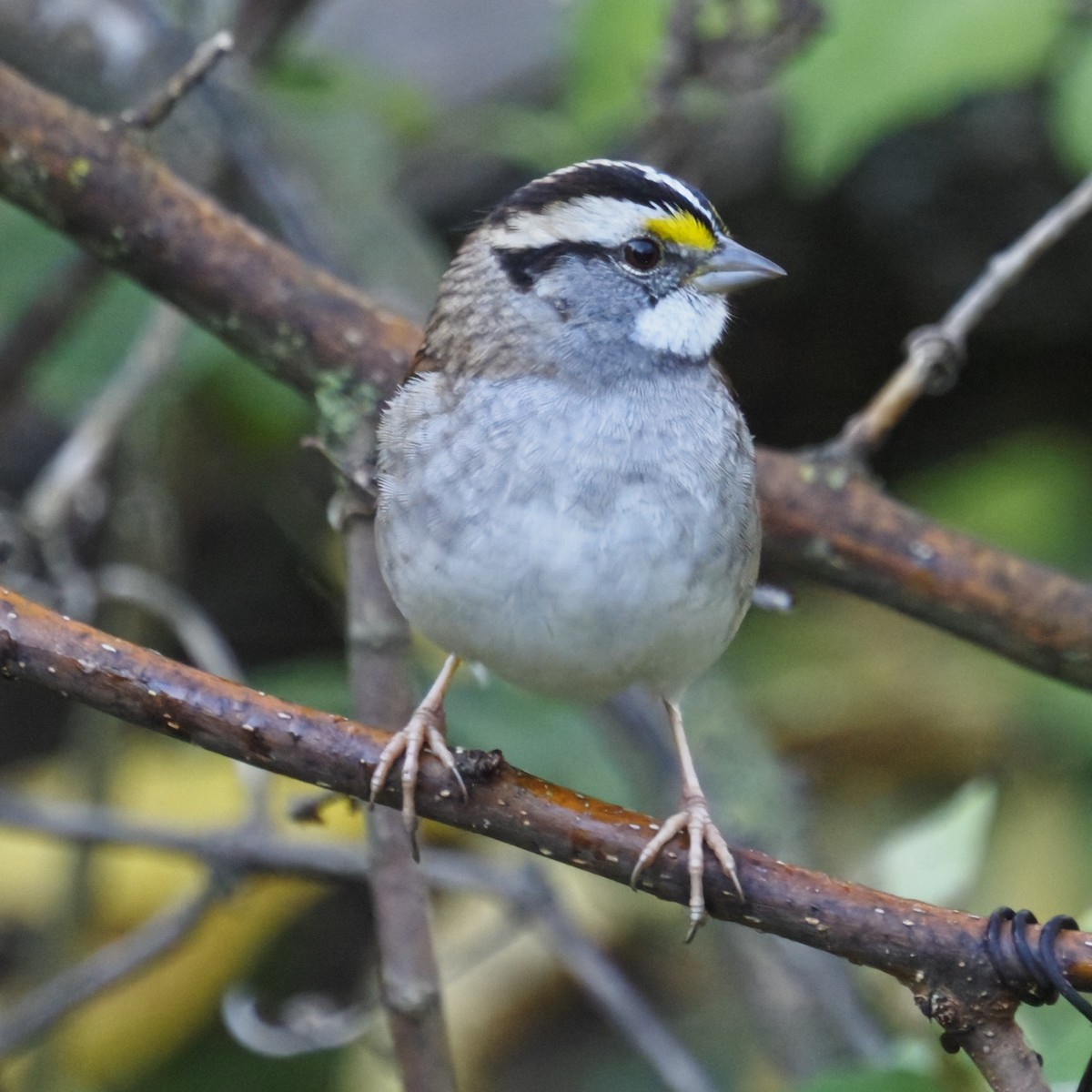 Bruant à gorge blanche - ML644569473