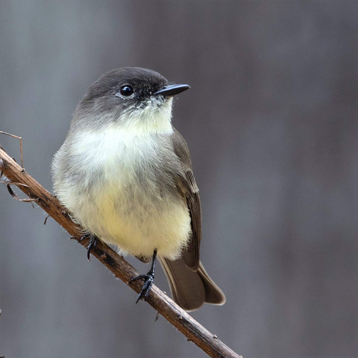 Eastern Phoebe - ML644569474