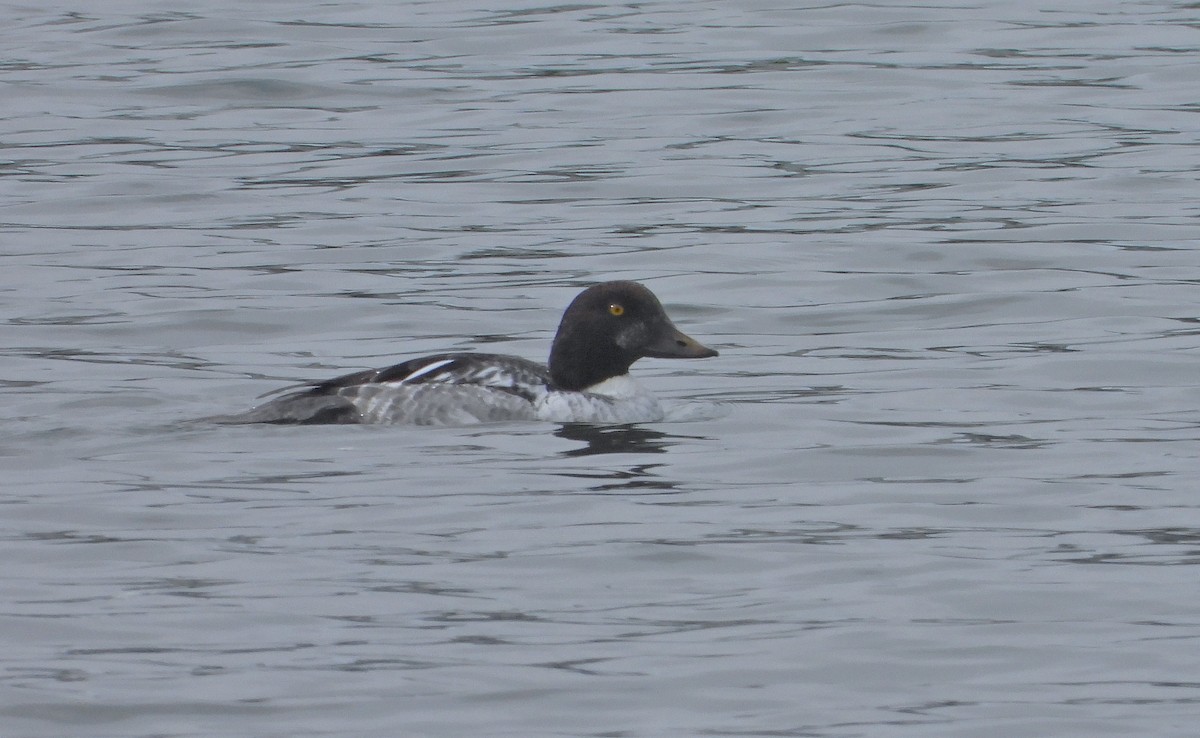 hohol severní - ML644569477