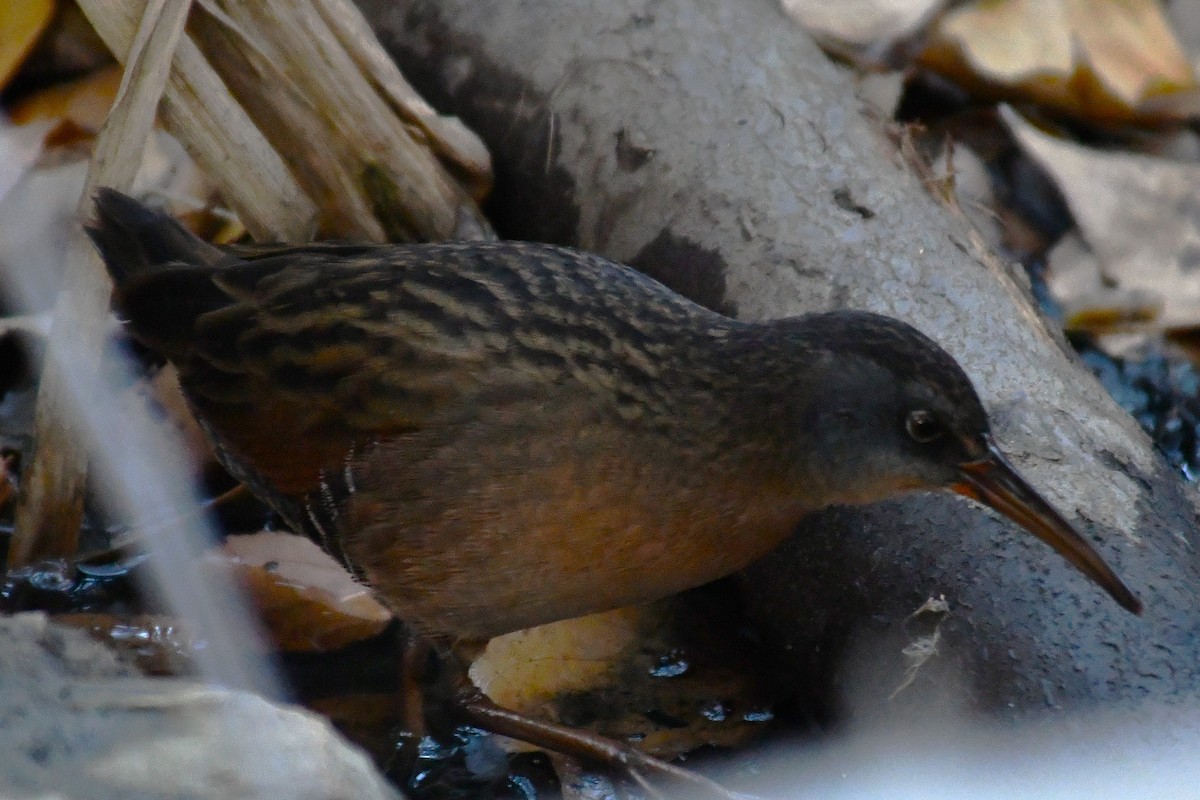 Virginia Rail - ML644569478