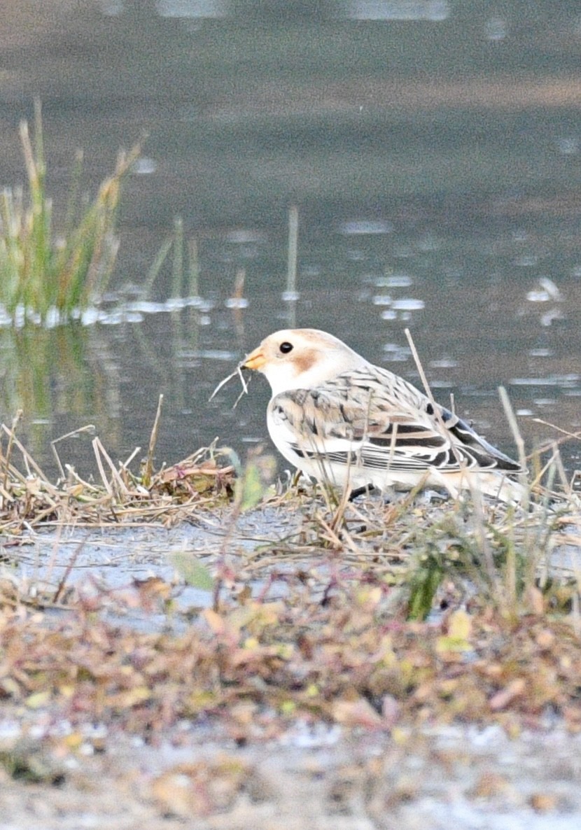 雪鵐 - ML644569482