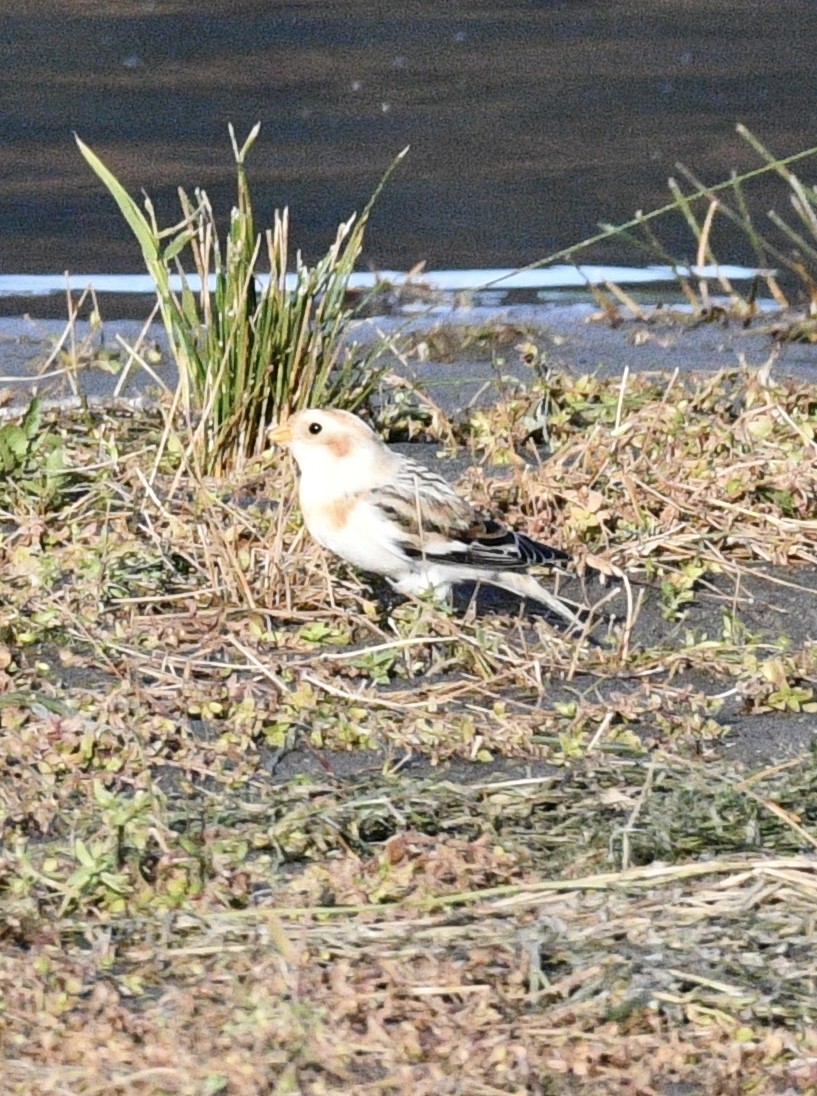 雪鵐 - ML644569483