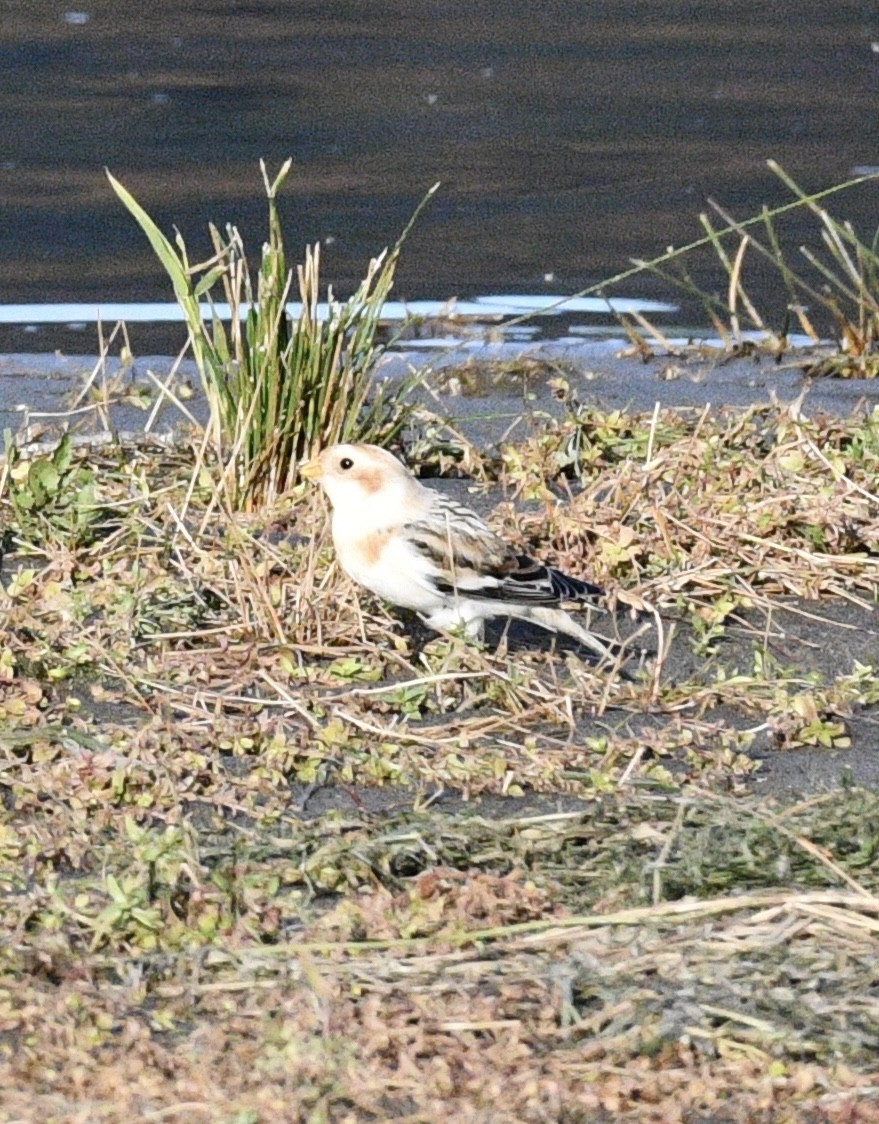 雪鵐 - ML644569484