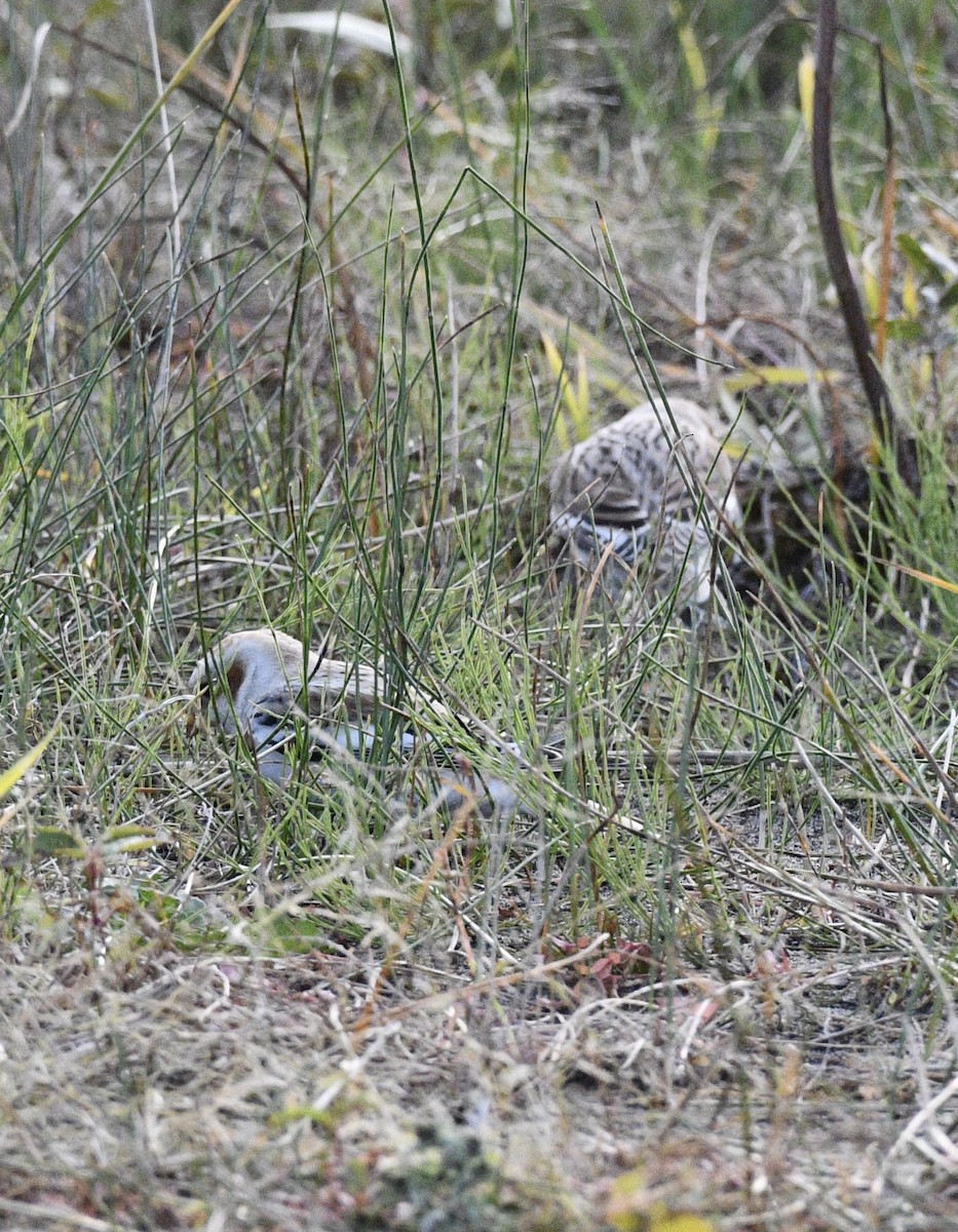 雪鵐 - ML644569486