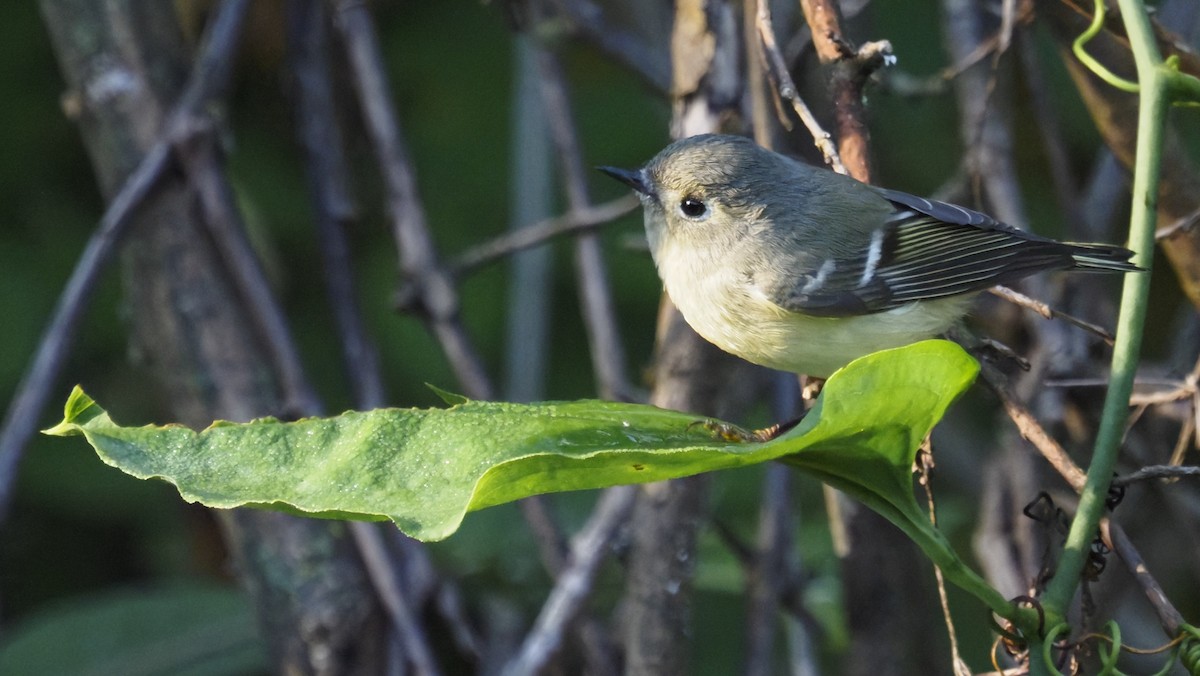 Золотомушка рубіновочуба - ML644569489