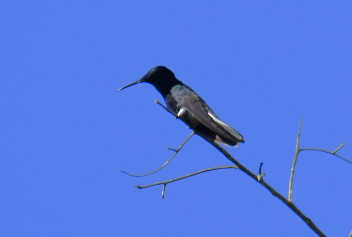 Black Jacobin - ML644569493