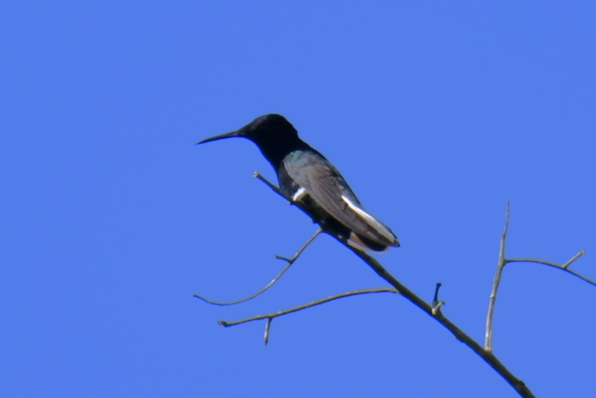 Black Jacobin - ML644569495