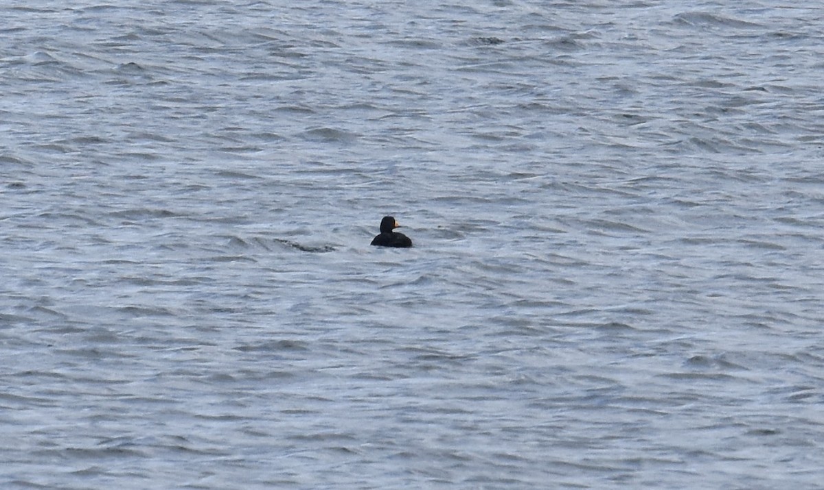 Black Scoter - ML644569498