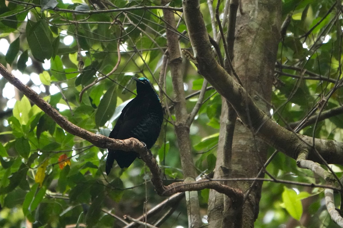 Paradise Riflebird - ML644569500