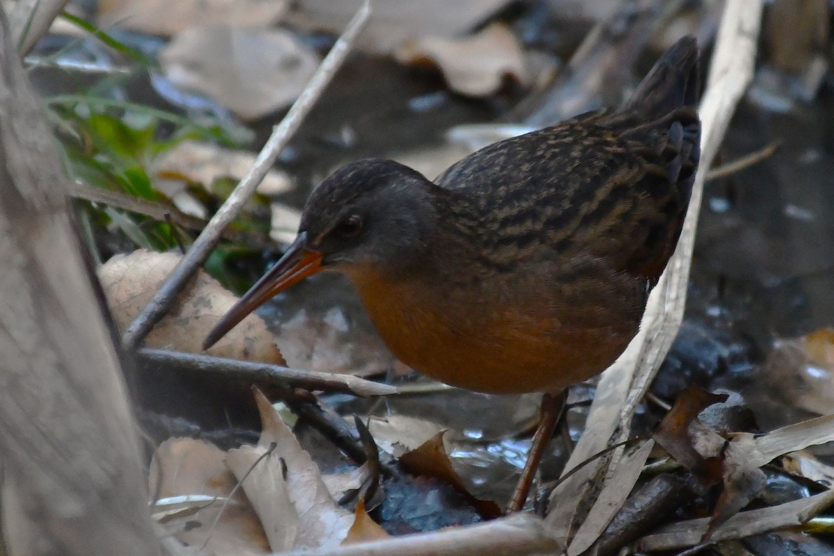 Virginia Rail - ML644569502