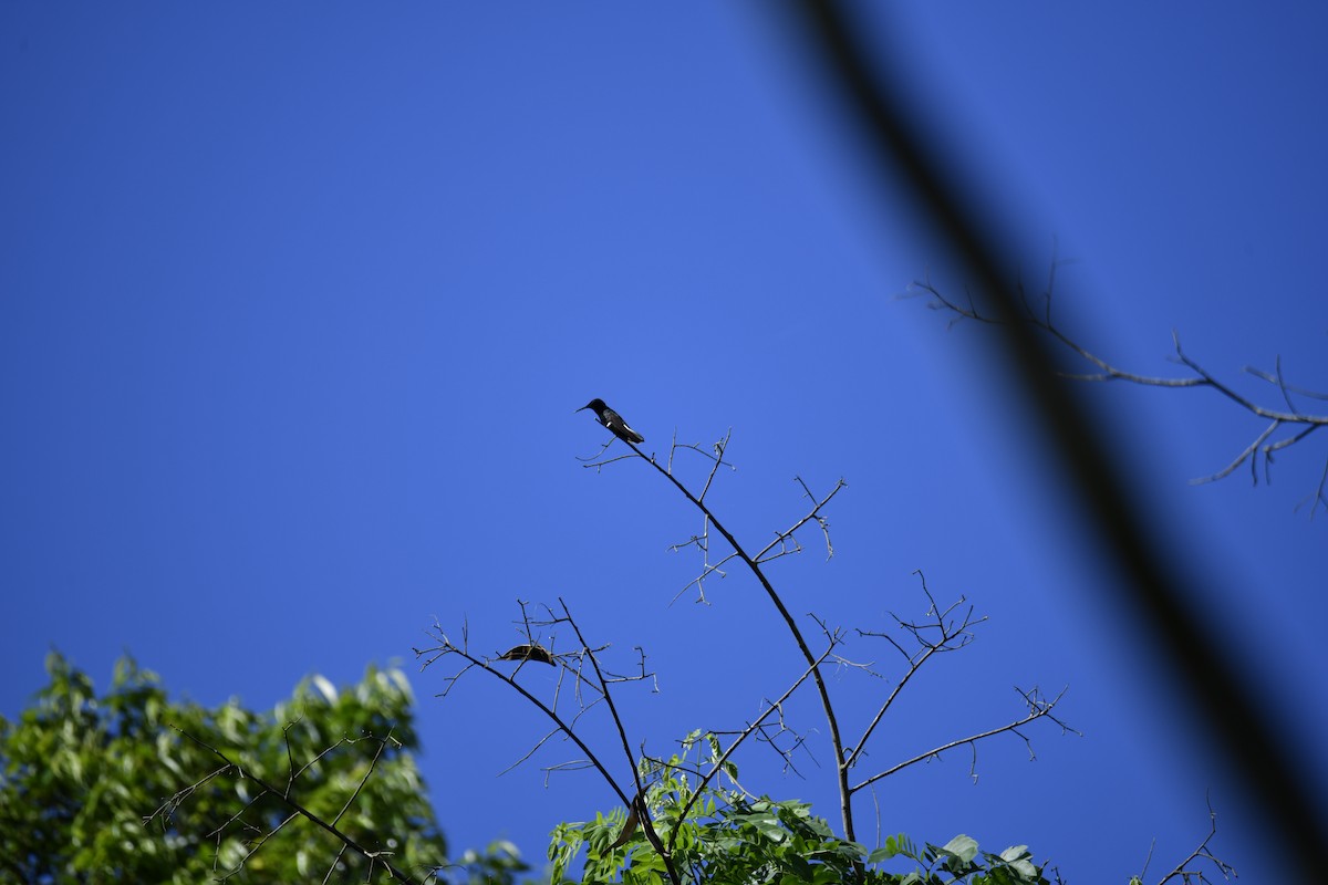 Black Jacobin - ML644569505