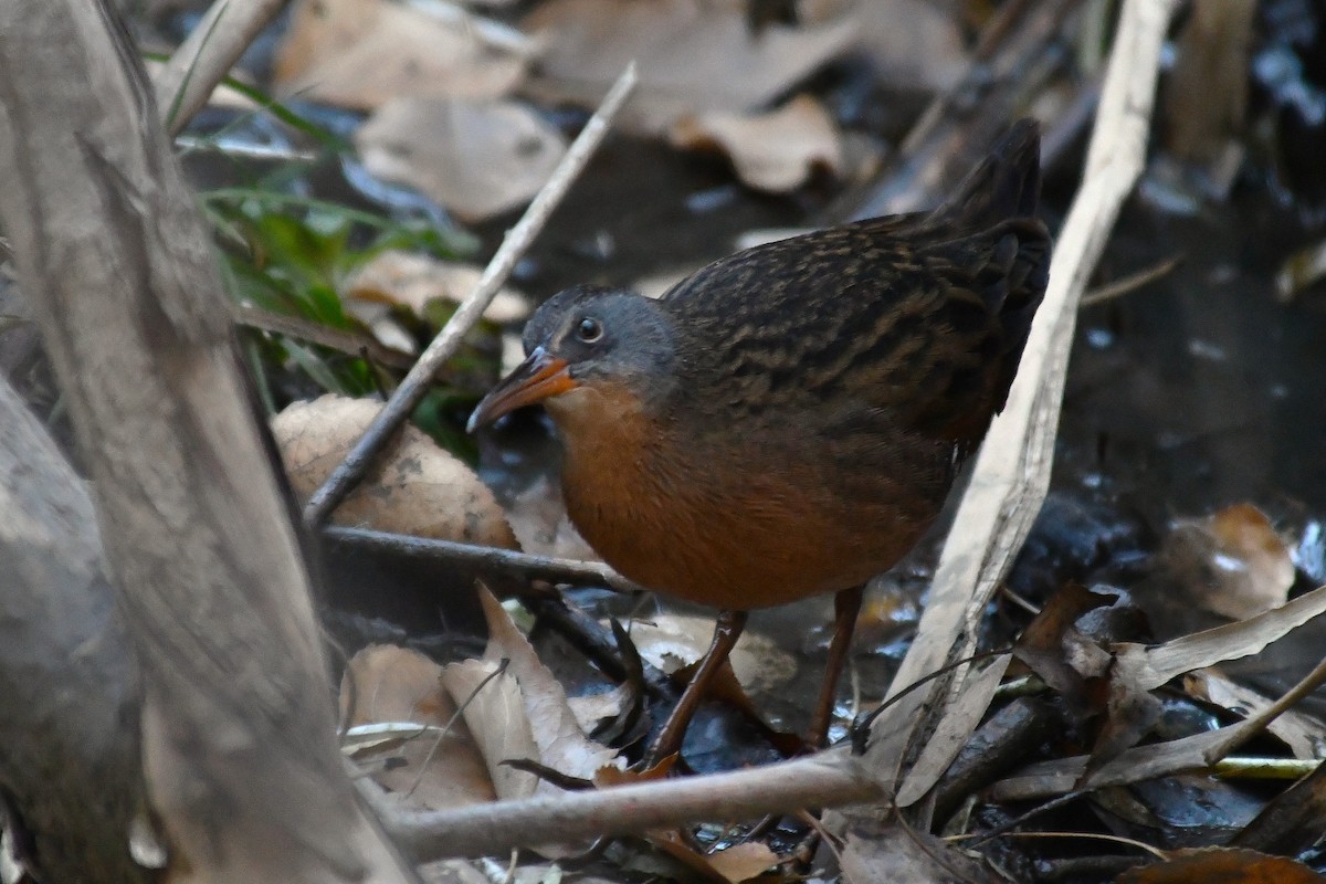 Virginia Rail - ML644569508