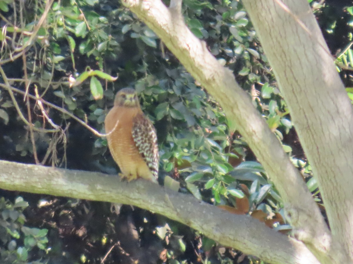 Red-shouldered Hawk - ML644569509
