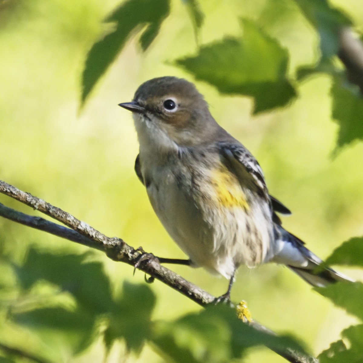 Paruline à croupion jaune - ML644569512