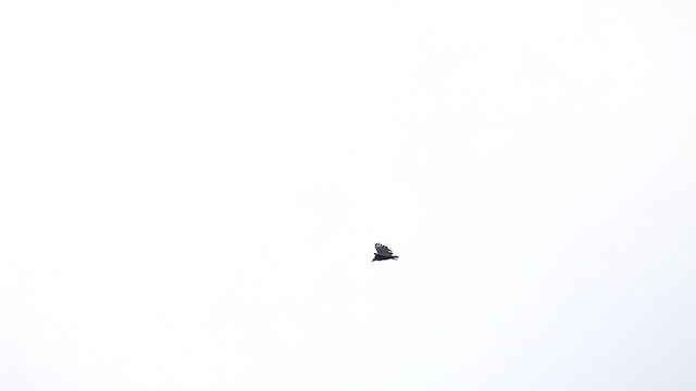 Zopilote beltza - ML644569513