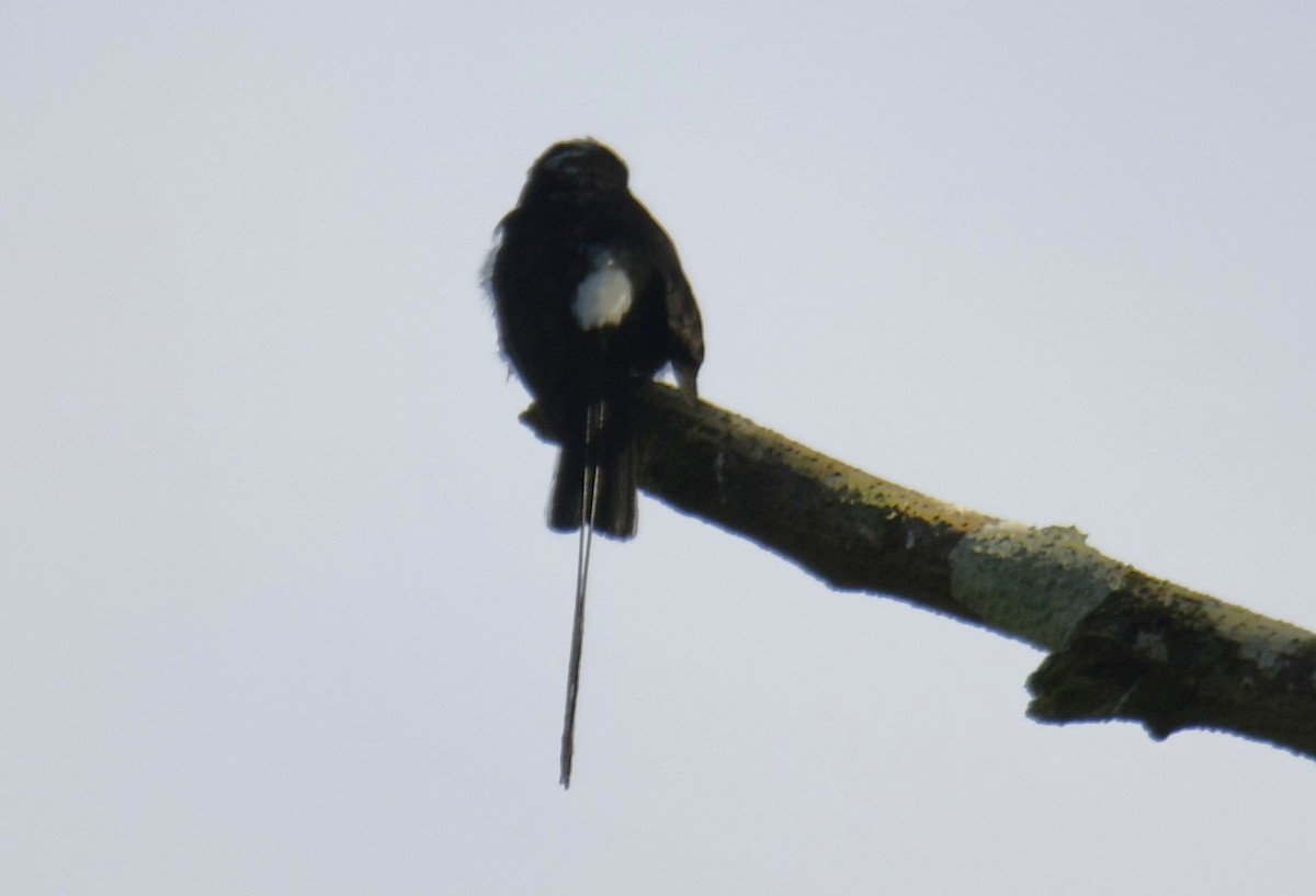 Long-tailed Tyrant - ML644569520