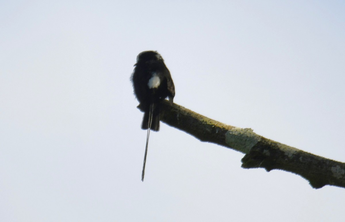 Long-tailed Tyrant - ML644569522