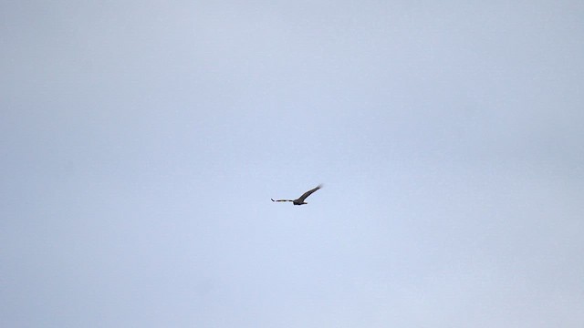 Zopilote indioilarra - ML644569523