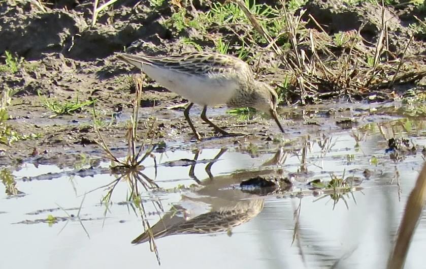 Pectoral Sandpiper - ML644569524