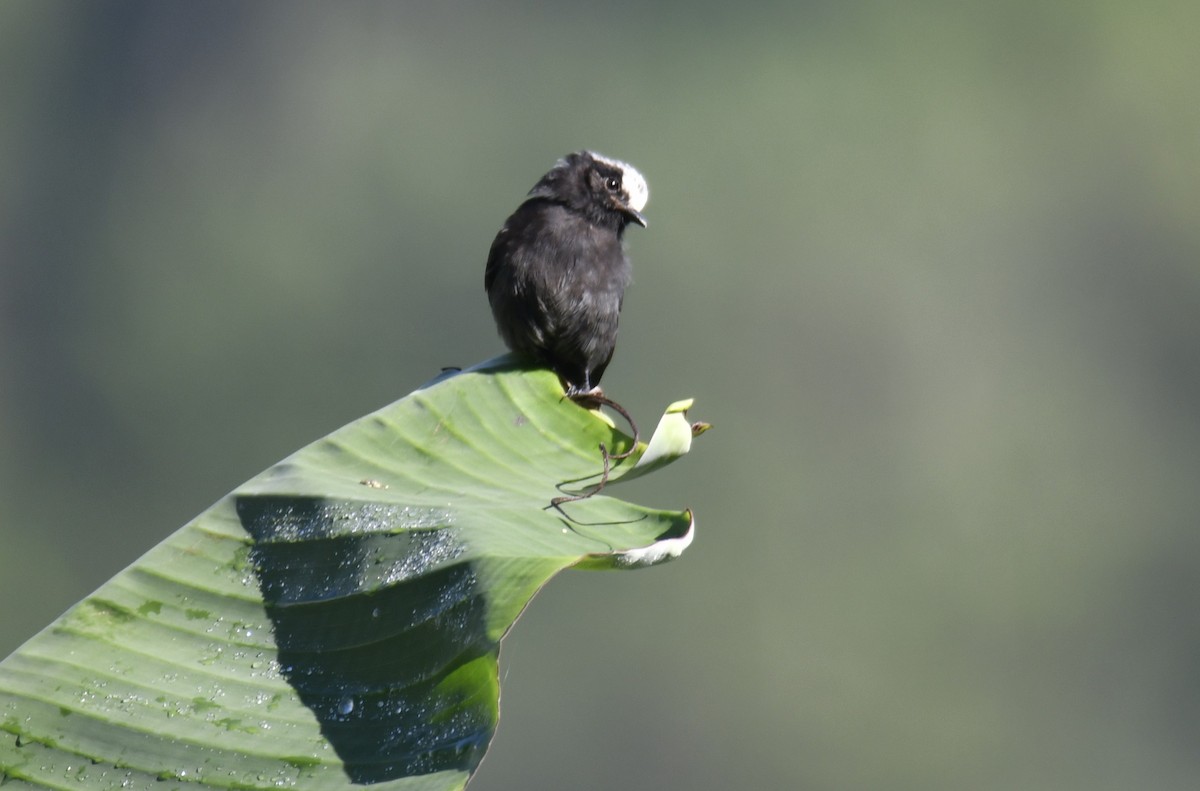 Long-tailed Tyrant - ML644569525