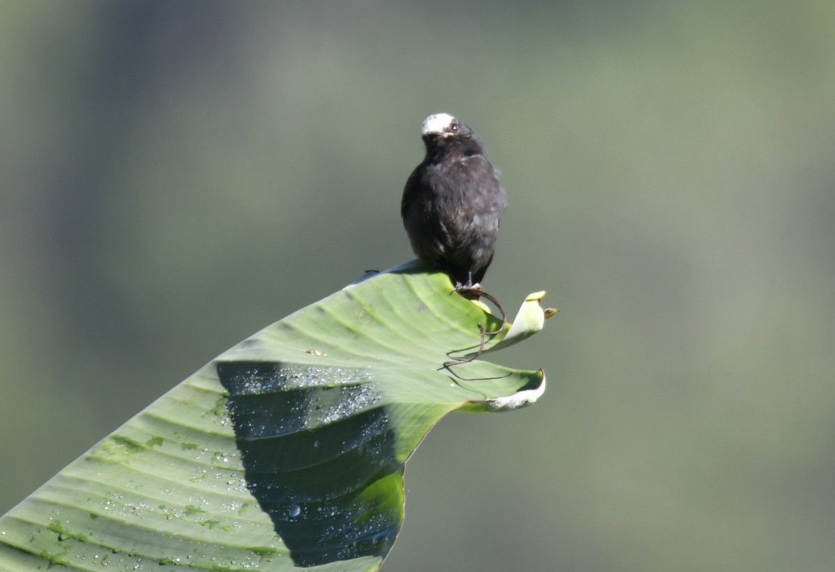 Long-tailed Tyrant - ML644569526