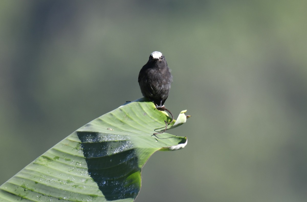 Long-tailed Tyrant - ML644569527