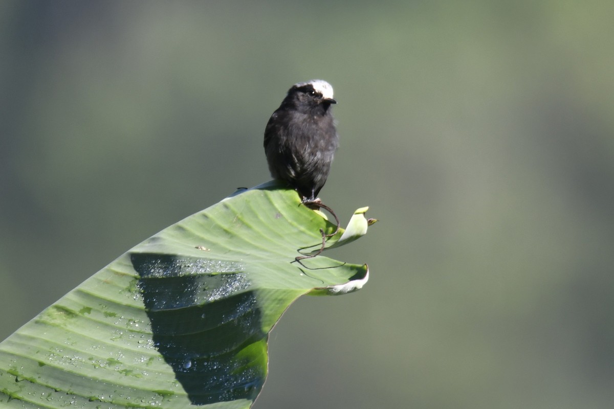 Long-tailed Tyrant - ML644569528