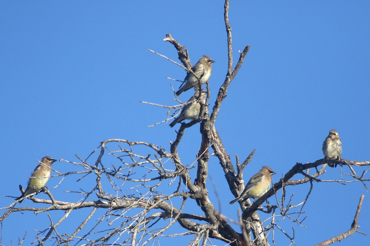 ヒメレンジャク - ML644569530