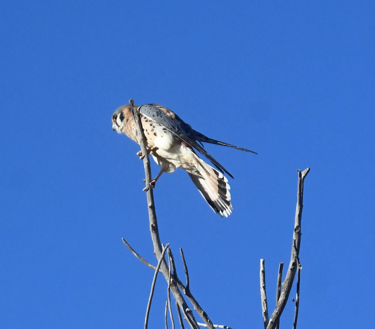 American Kestrel - ML644569531