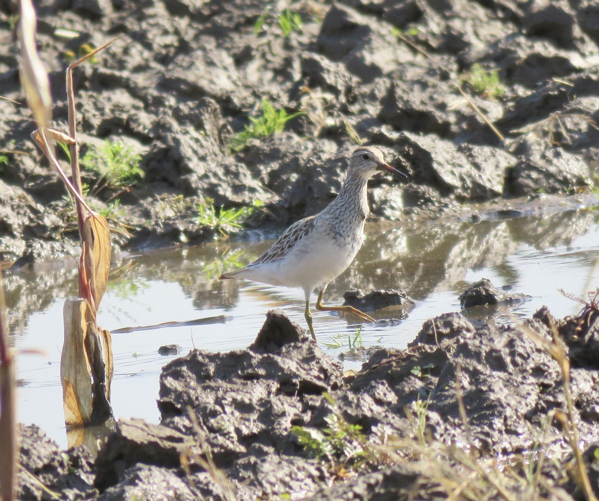 Pectoral Sandpiper - ML644569532