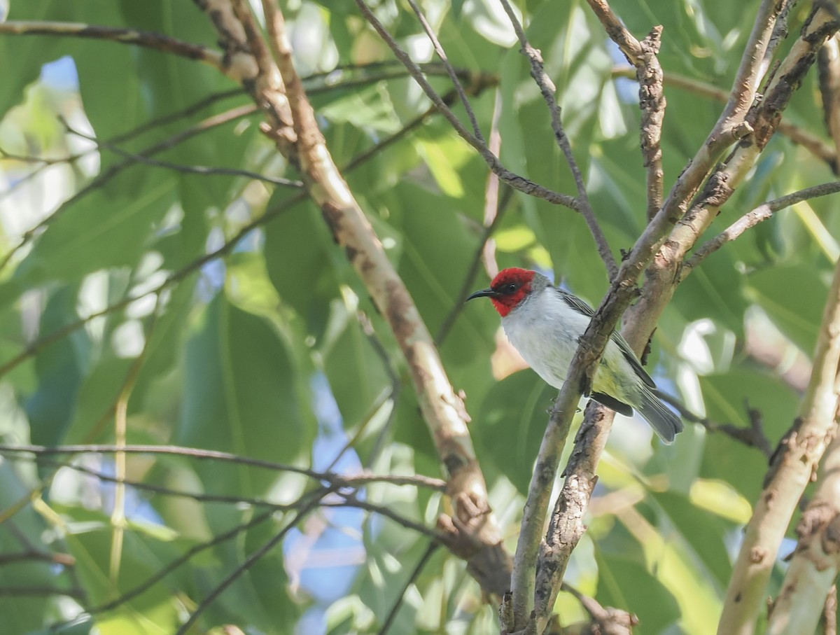 Alor Myzomela - ML644569533