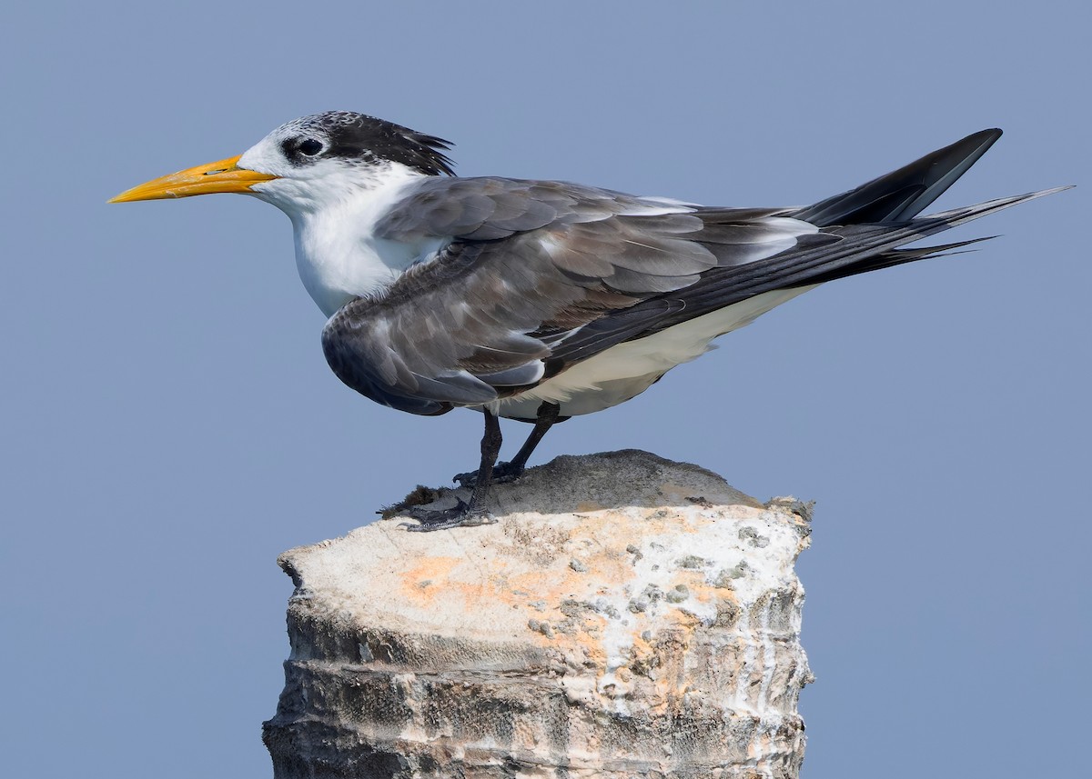 Great Crested Tern - ML644569536