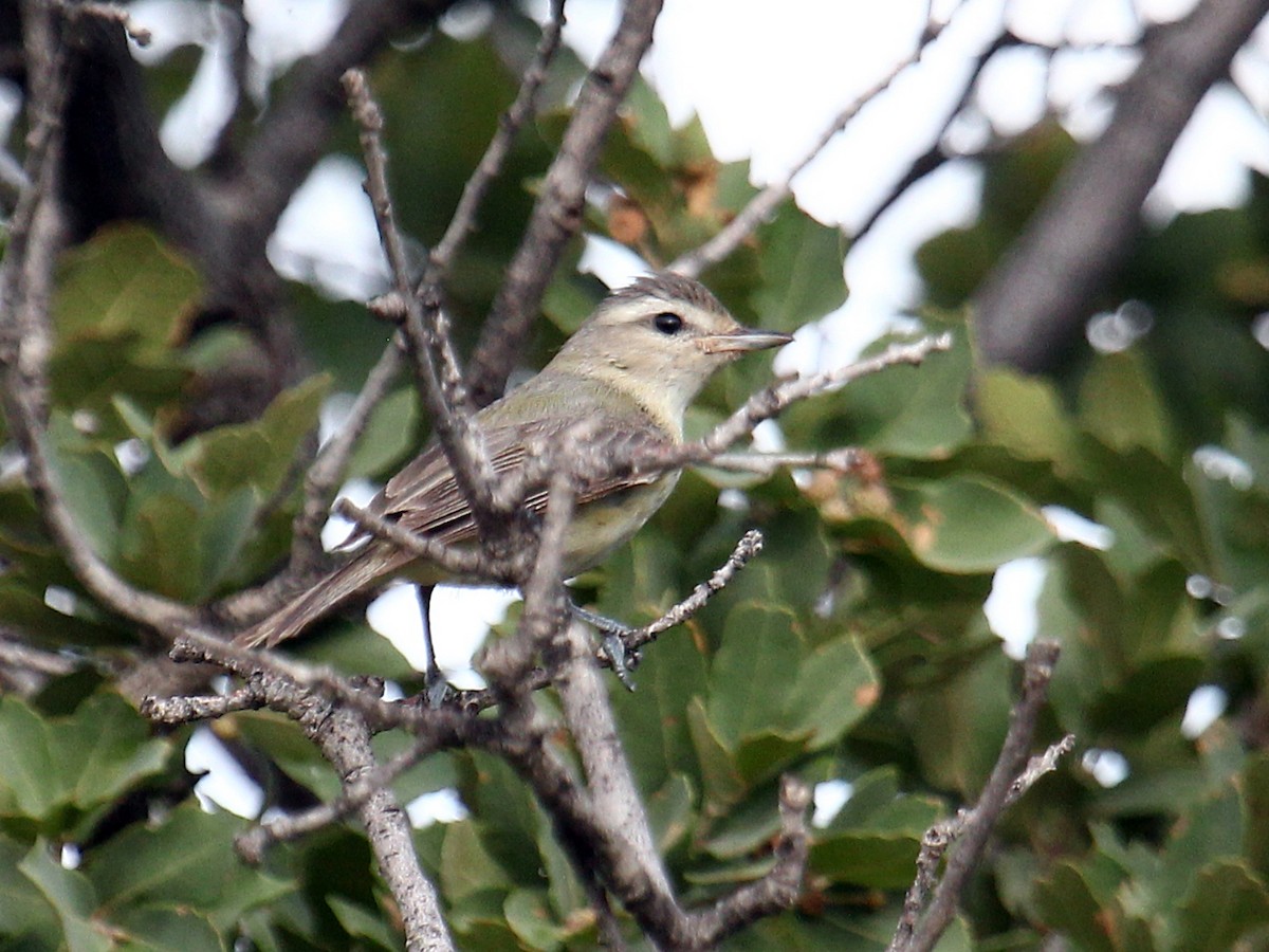 Western Warbling Vireo - ML644569539