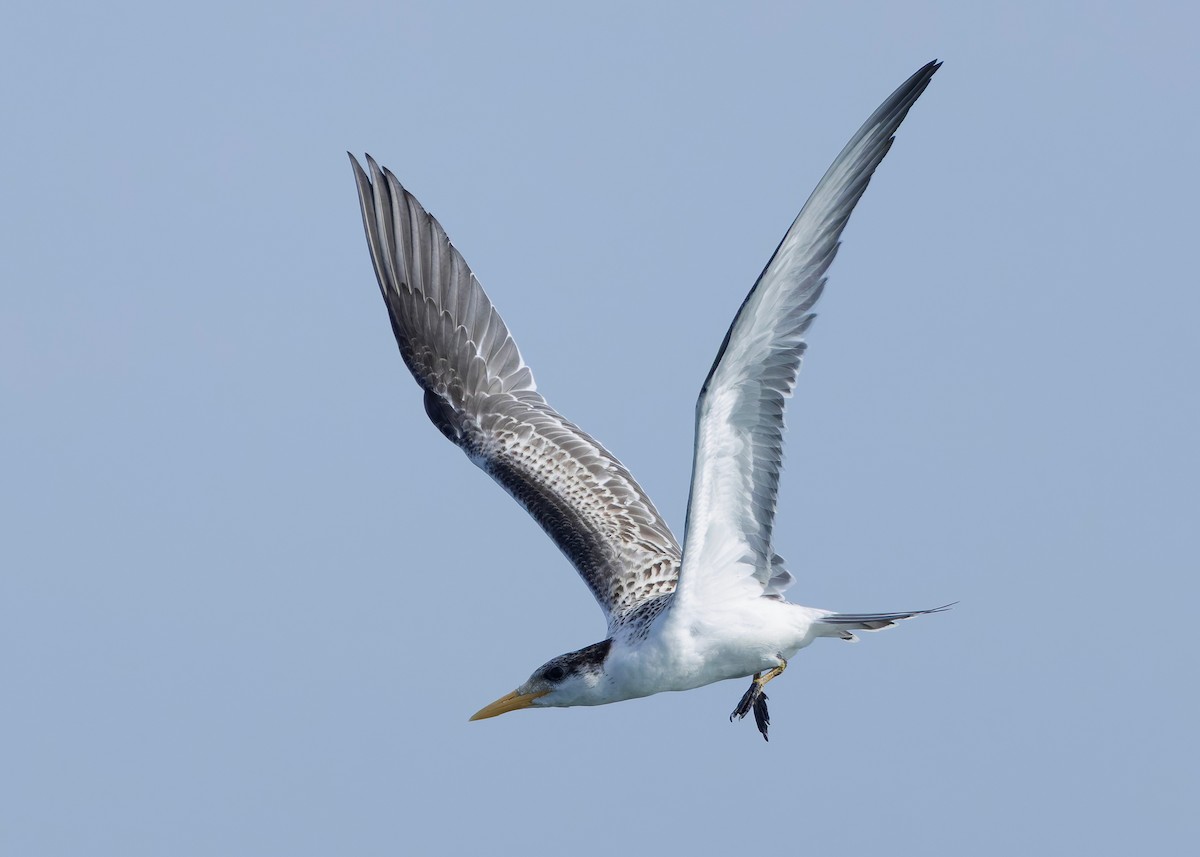 Great Crested Tern - ML644569541