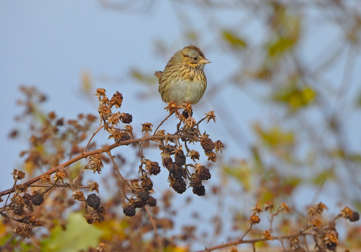 strnadec pruhohlavý - ML644569542