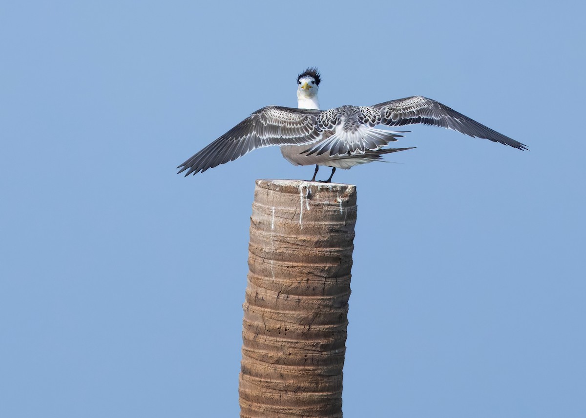 Great Crested Tern - ML644569543