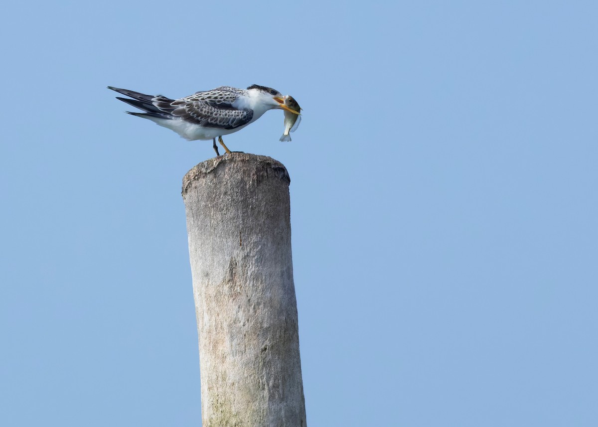 Great Crested Tern - ML644569545