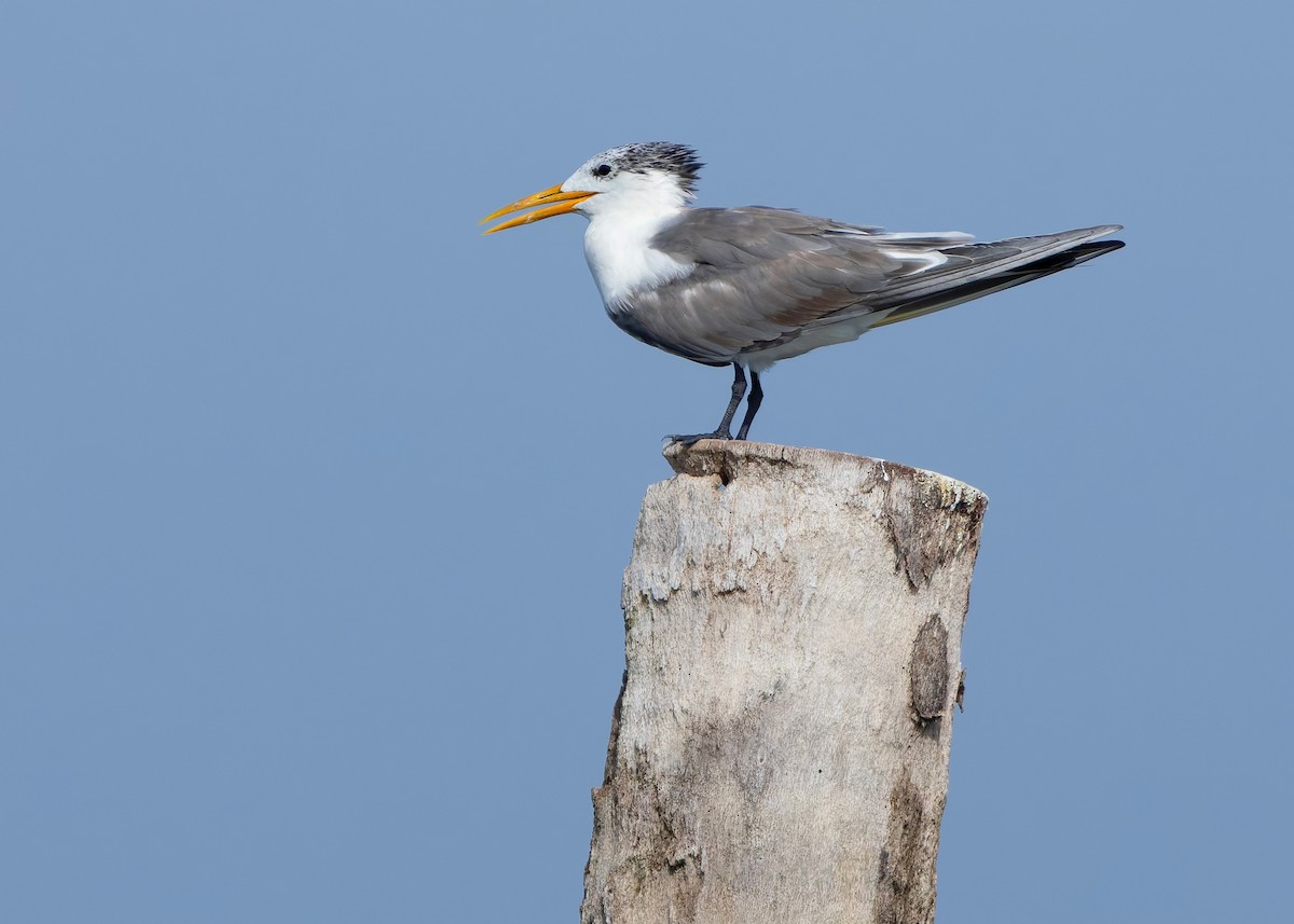 Great Crested Tern - ML644569546