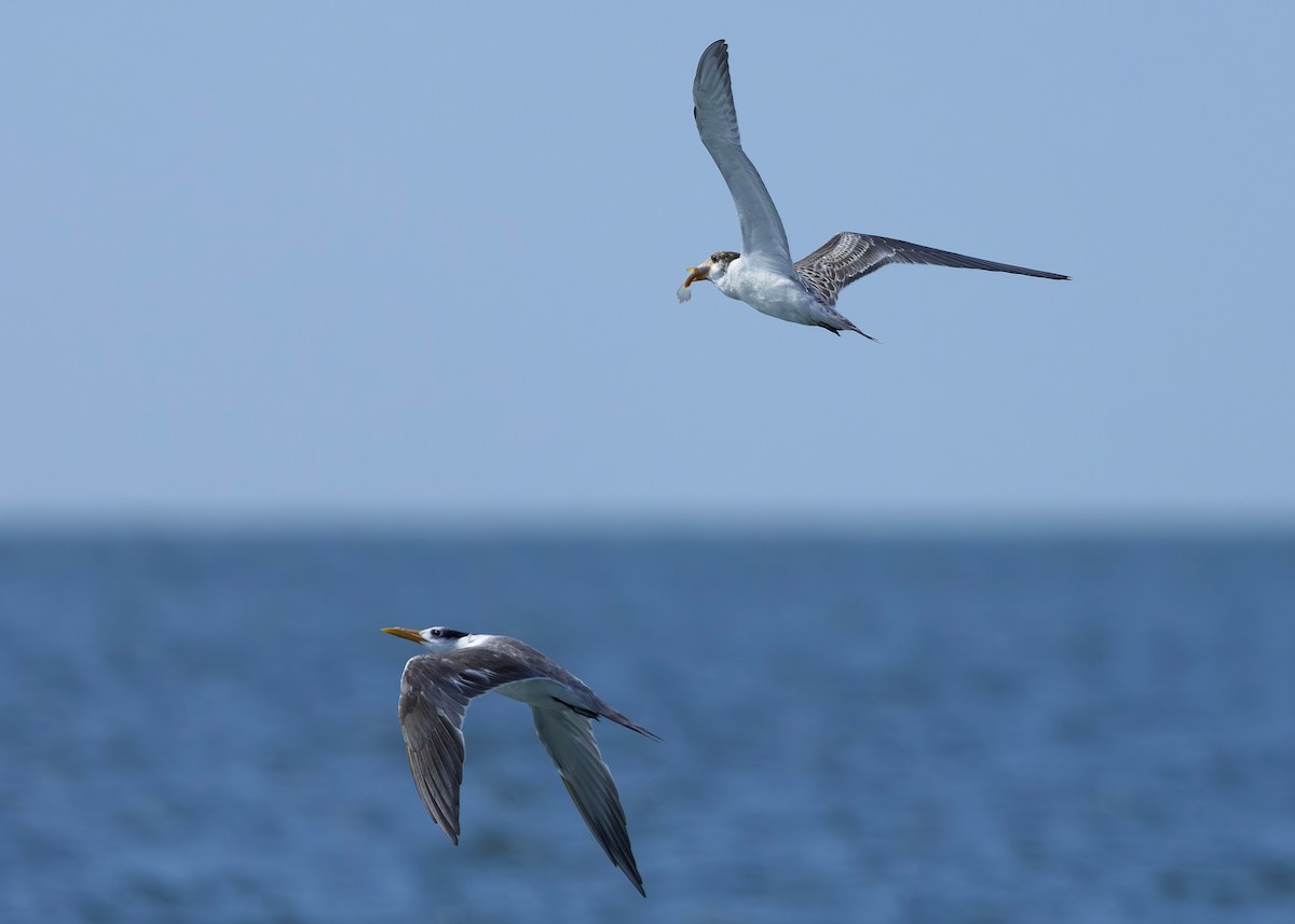 Great Crested Tern - ML644569548