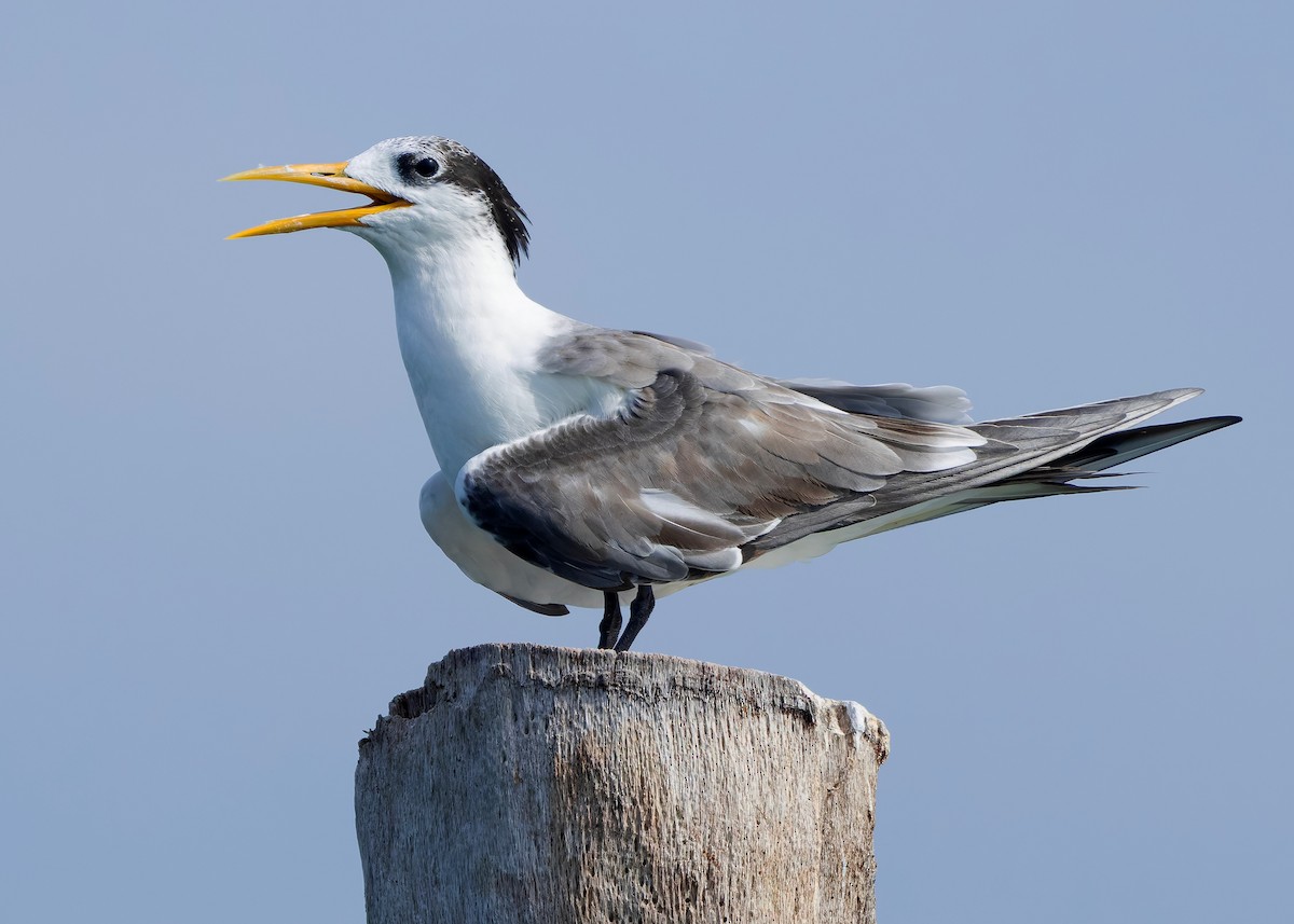 Great Crested Tern - ML644569549